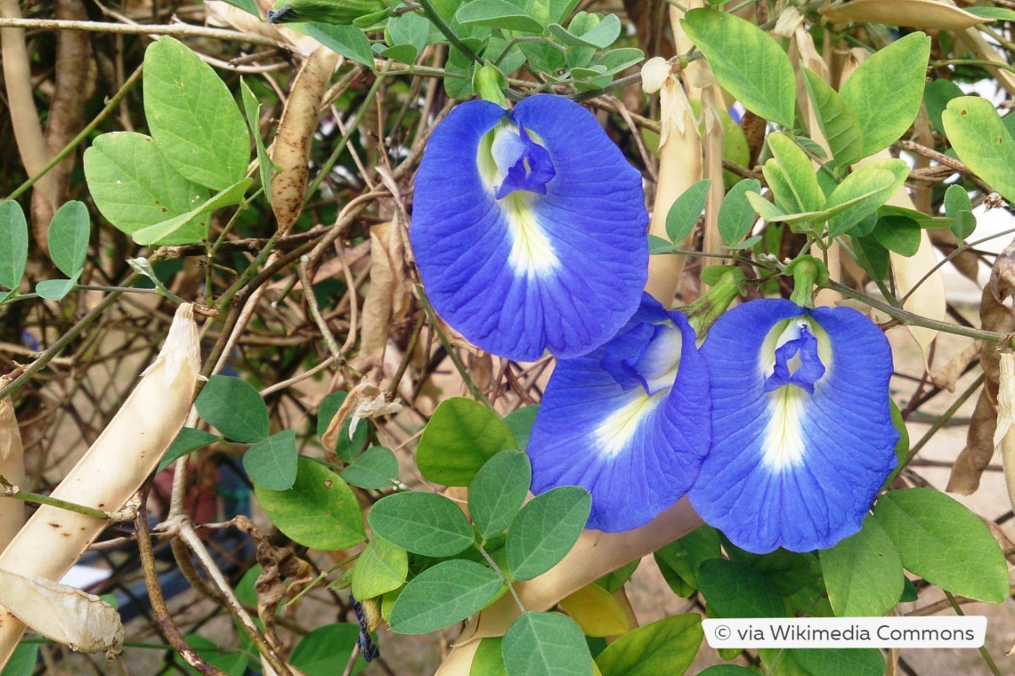 Blaue Schmetterlingserbse (Clitoria ternatea)