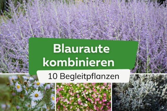 Blauraute kombinieren: 10 schöne Begleitpflanzen