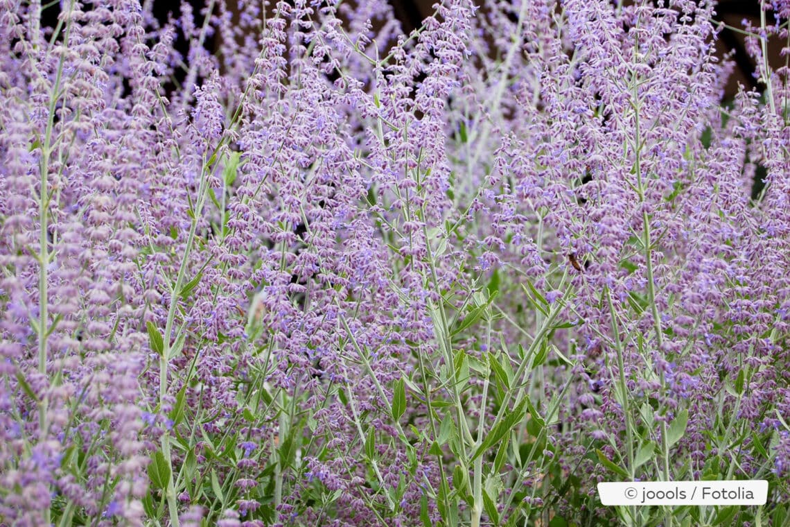 Blauraute (Perovskia atriplicifolia)