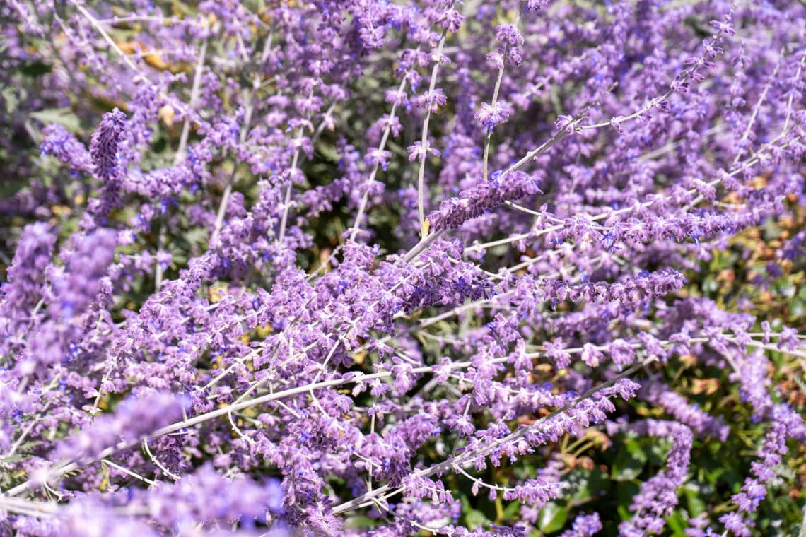 Blauraute (Perovskia atriplicifolia)