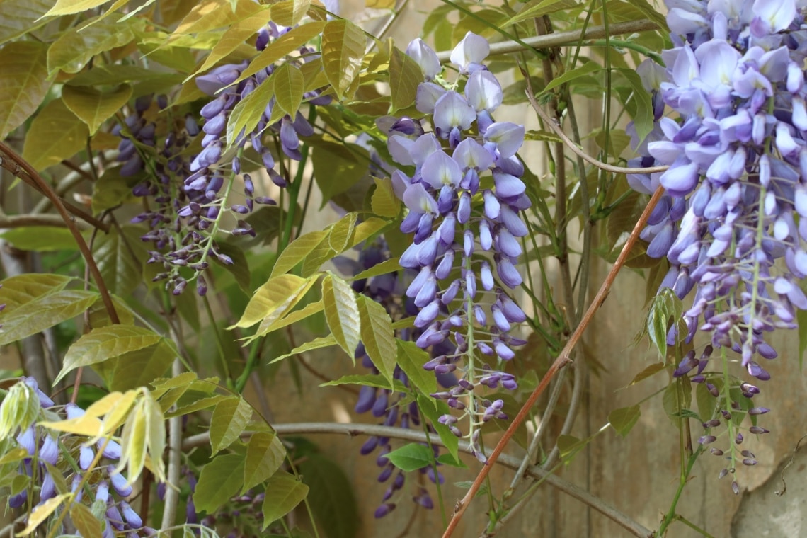 Blauregen (Wisteria)