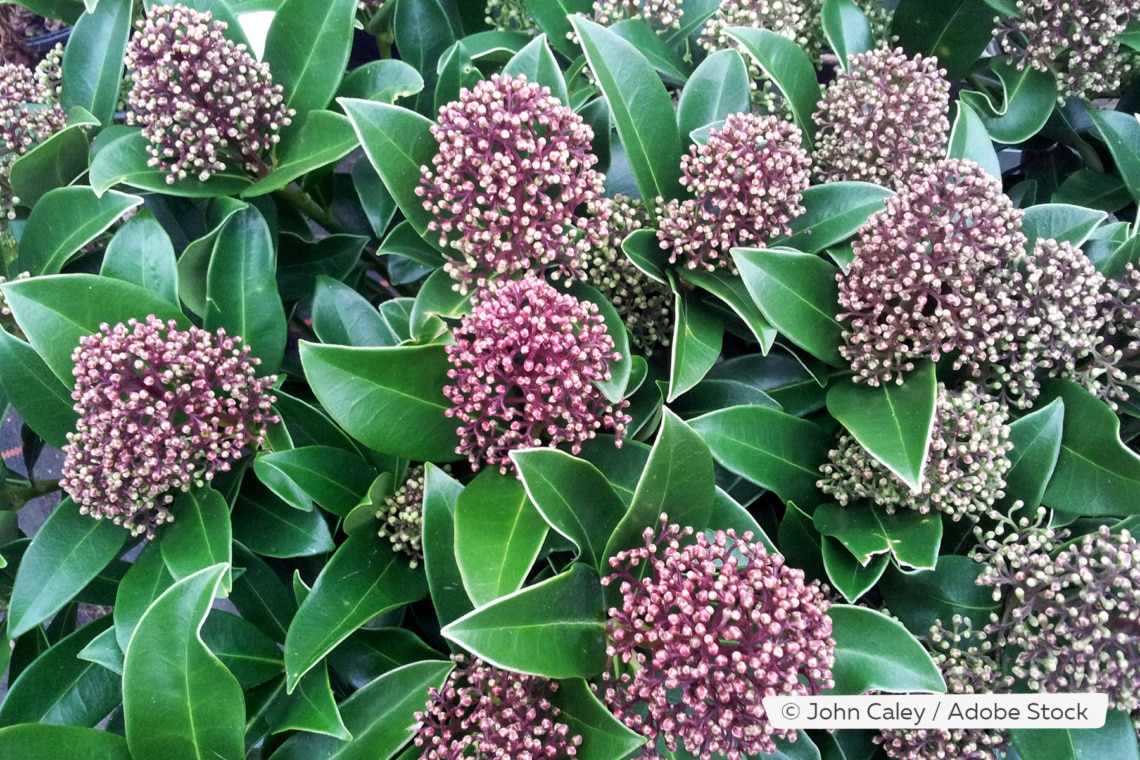 Blütenskimmie (Skimmia japonica 'Fragrant Cloud')