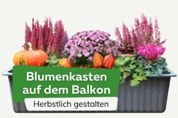 Blumenkasten auf dem Balkon herbstlich bepflanzen