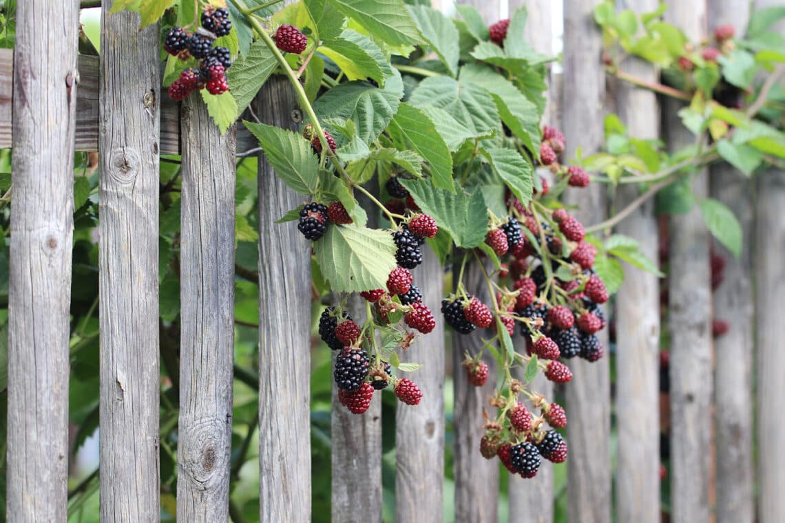 Brombeeren (Rubus sect. Rubus)