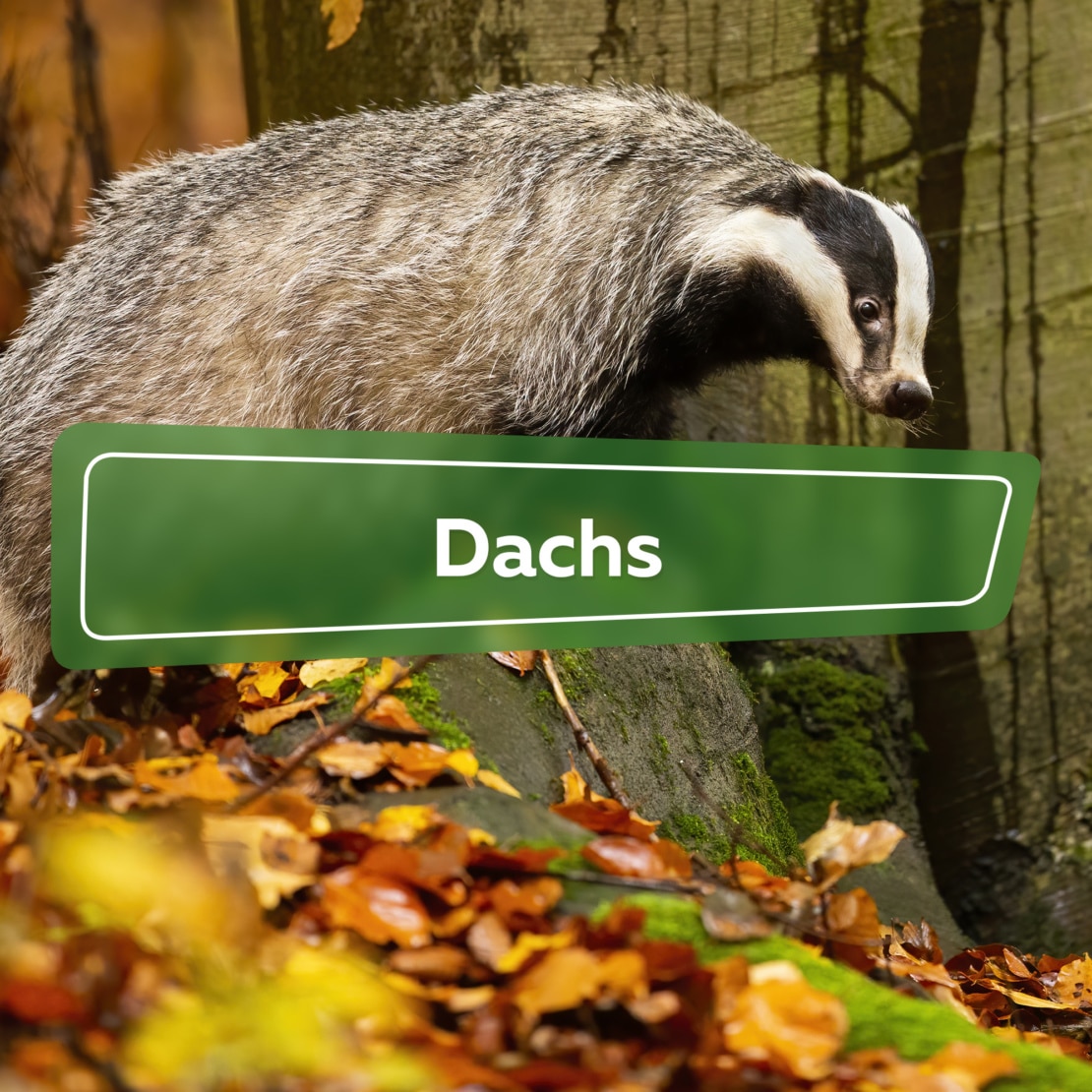 Dachs