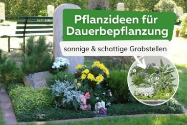 Dauerbepflanzung Grabstelle Titel