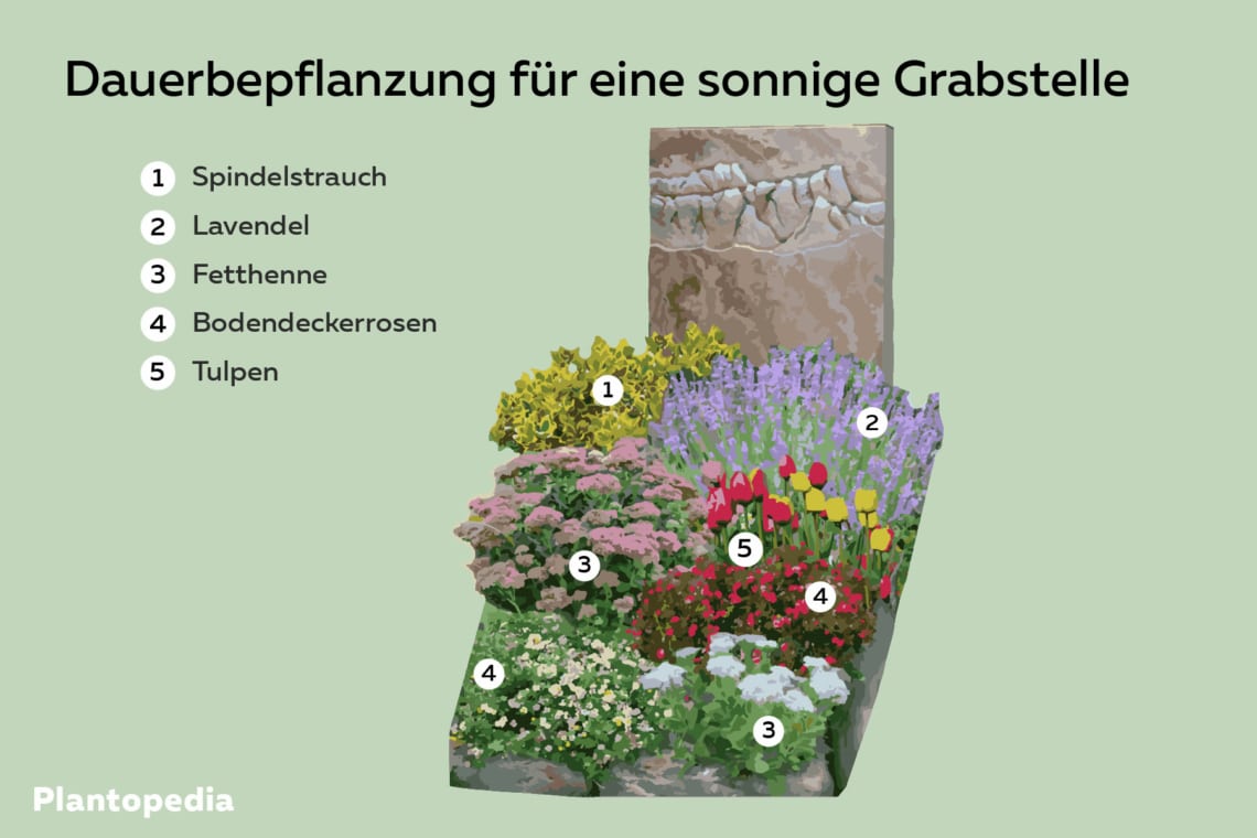 Pflanzidee für eine Dauerbepflanzung für eine sonnige Grabstelle