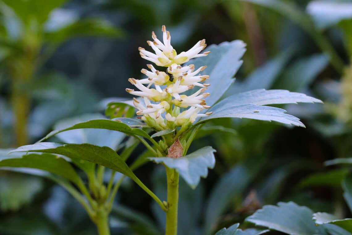 Dickmännchen (Pachysandra terminalis)