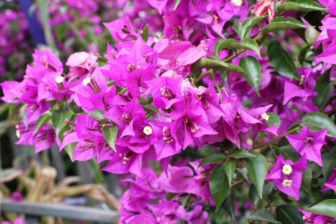 Drillingsblume (Bougainvillea)