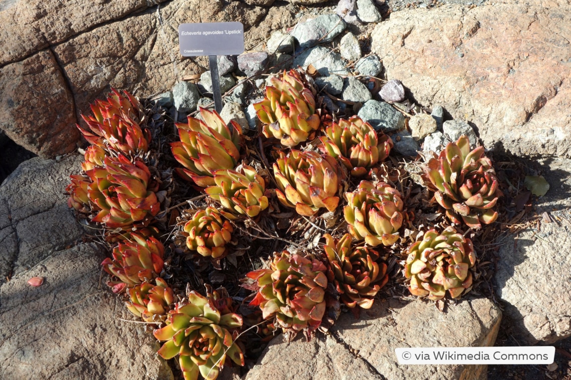 Echeveria agavoides 'Lipstick'