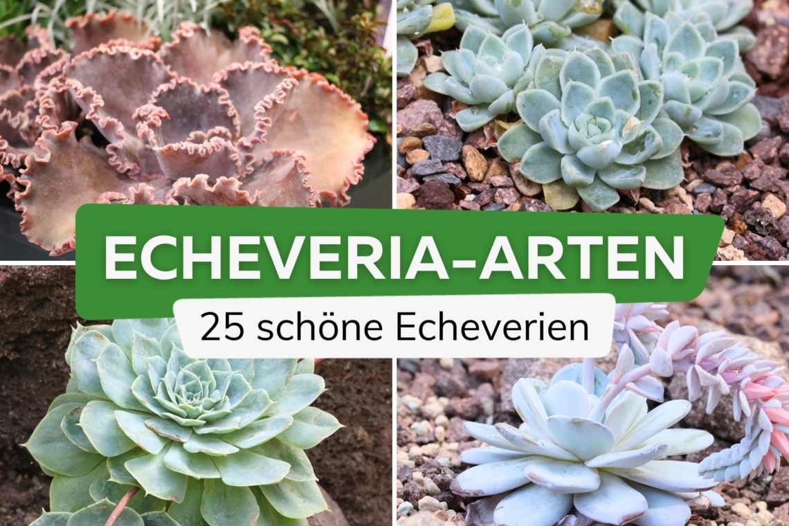 Echeveria-Arten: die schönsten Echeverien