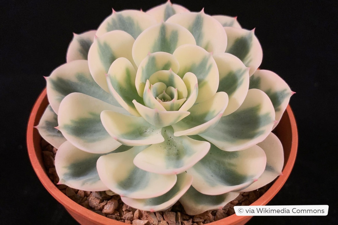 Echeveria 'Compton Carousel'