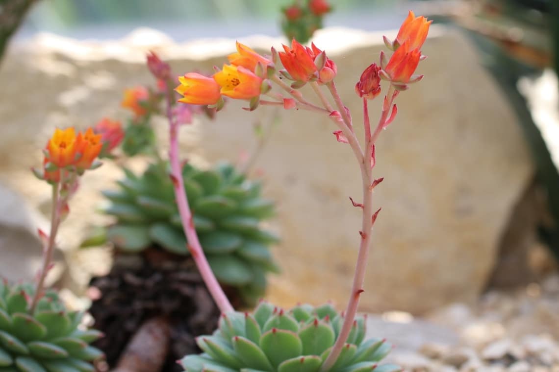 Blüte der Echeveria derenbergii