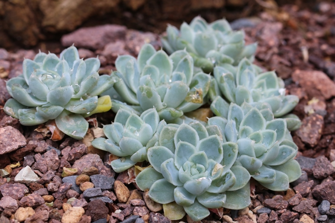 Echeveria elegans