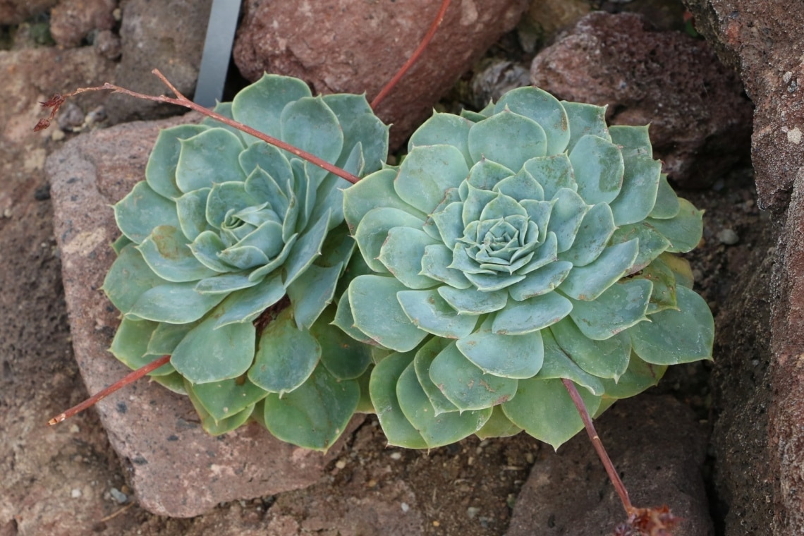 Echeveria gibbiflora