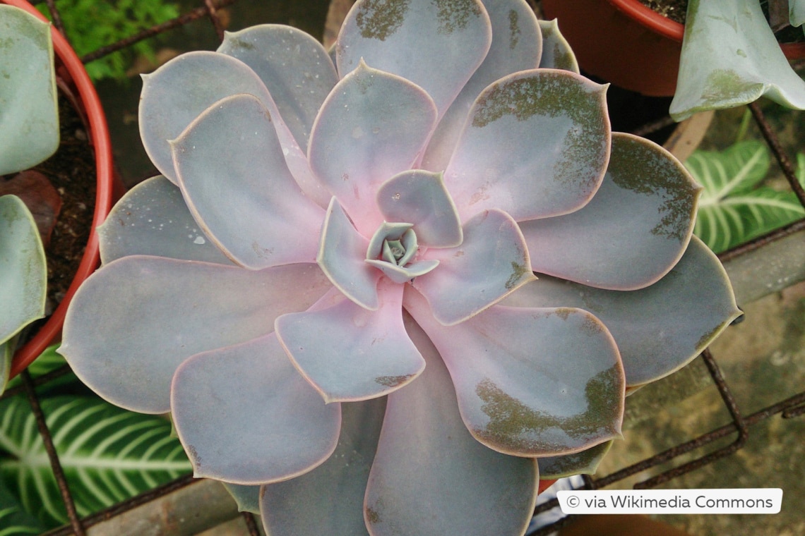 Echeveria 'Perle von Nürnberg'