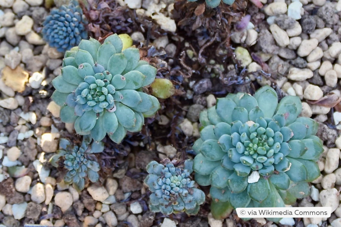 Echeveria setosa var. deminuta