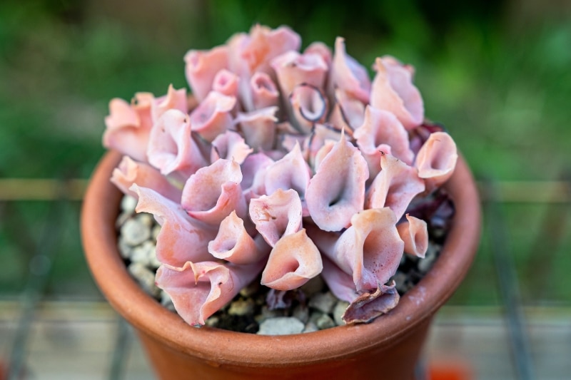 Echeveria 'Trumpet Pinky'