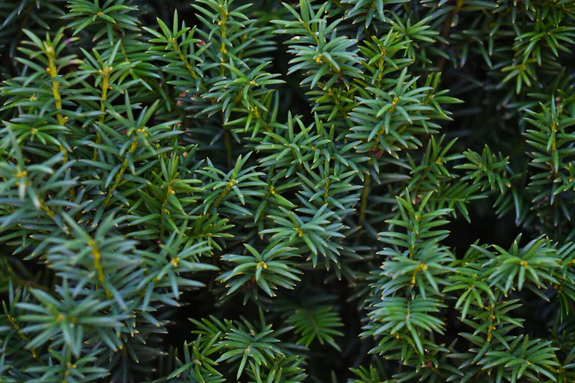 Eiben (Taxus Baccata)