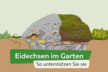 Eidechsen im Garten: so unterstützen Sie die Tiere