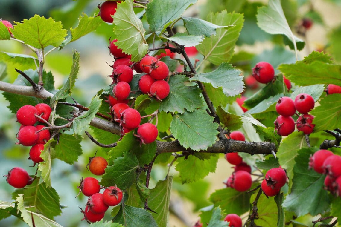 Eingriffeliger Weißdorn (Crateagus monogyna)