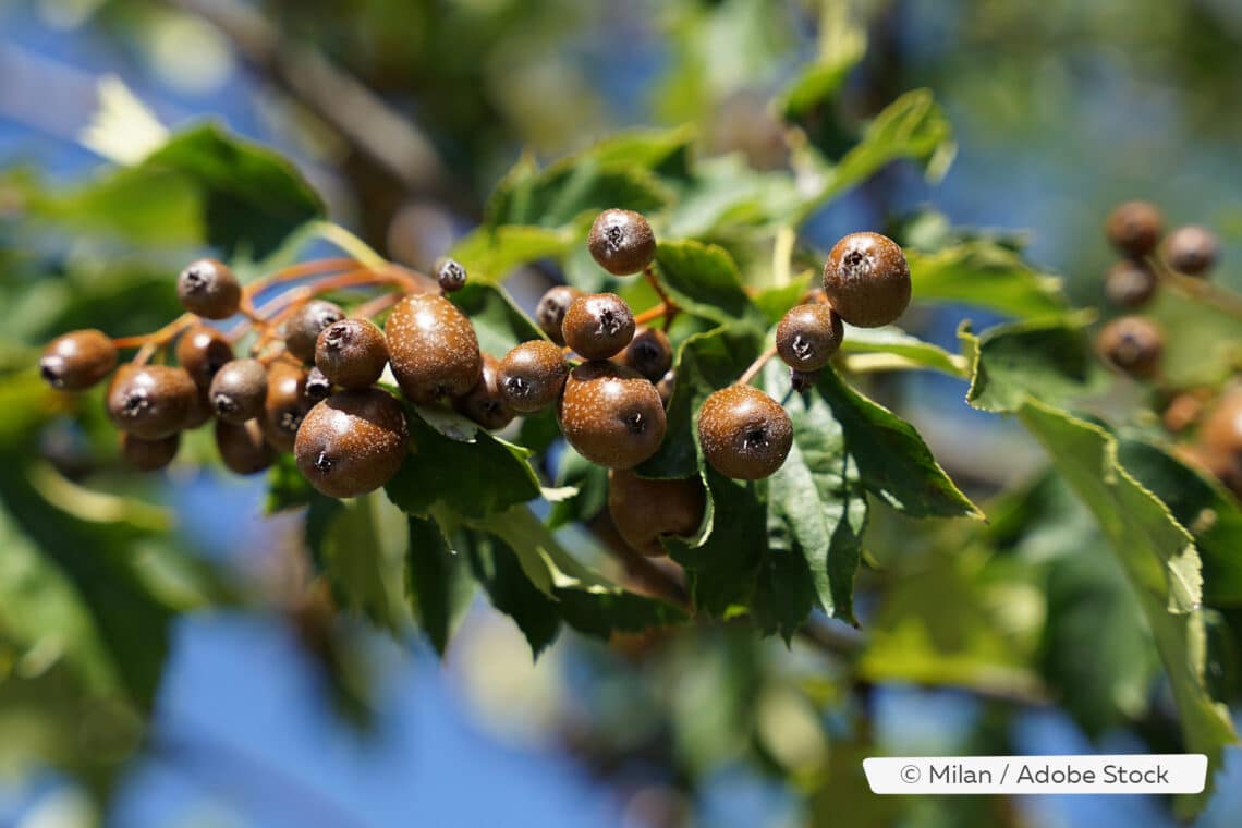 Elsbeere (Sorbus torminalis)