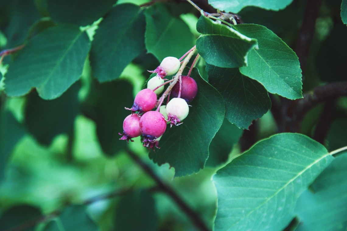 Erlenblättrige Felsenbirne (Amelanchier alnifolia)