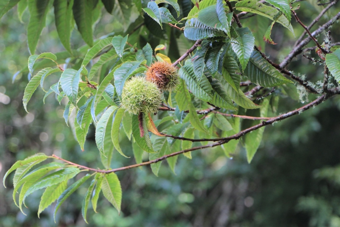 Esskastanienfrüchte an Baum