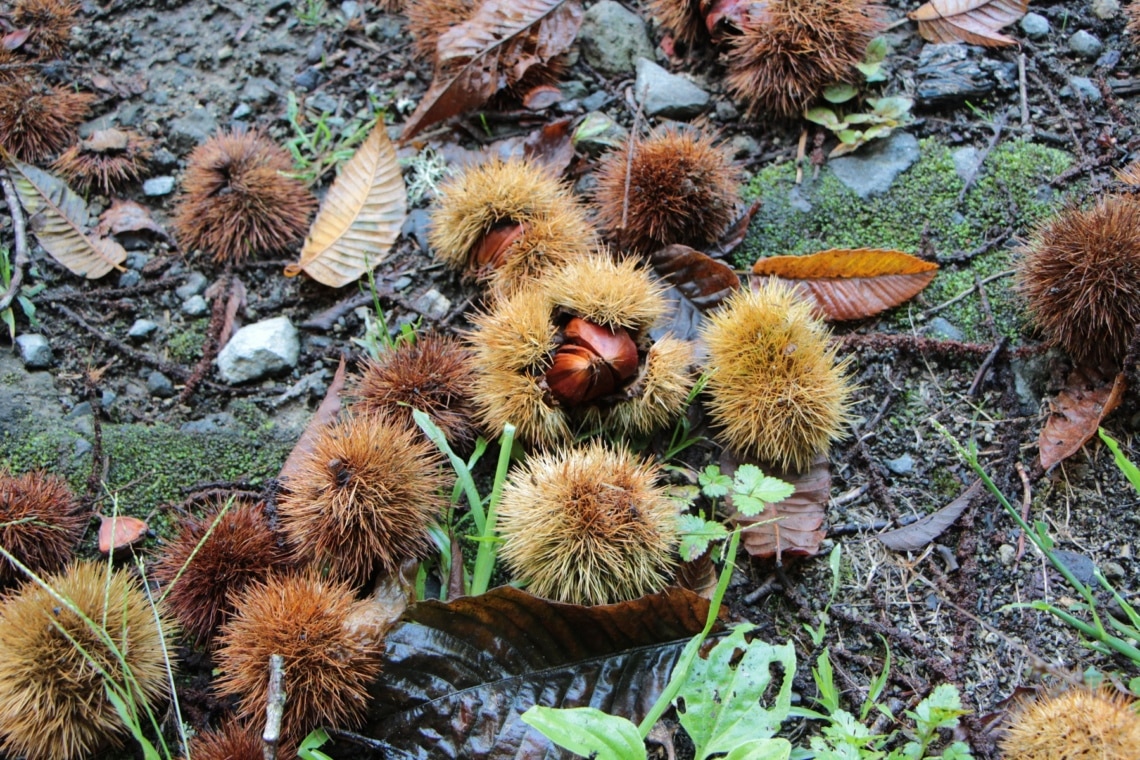 Reife Esskastanien auf Waldboden