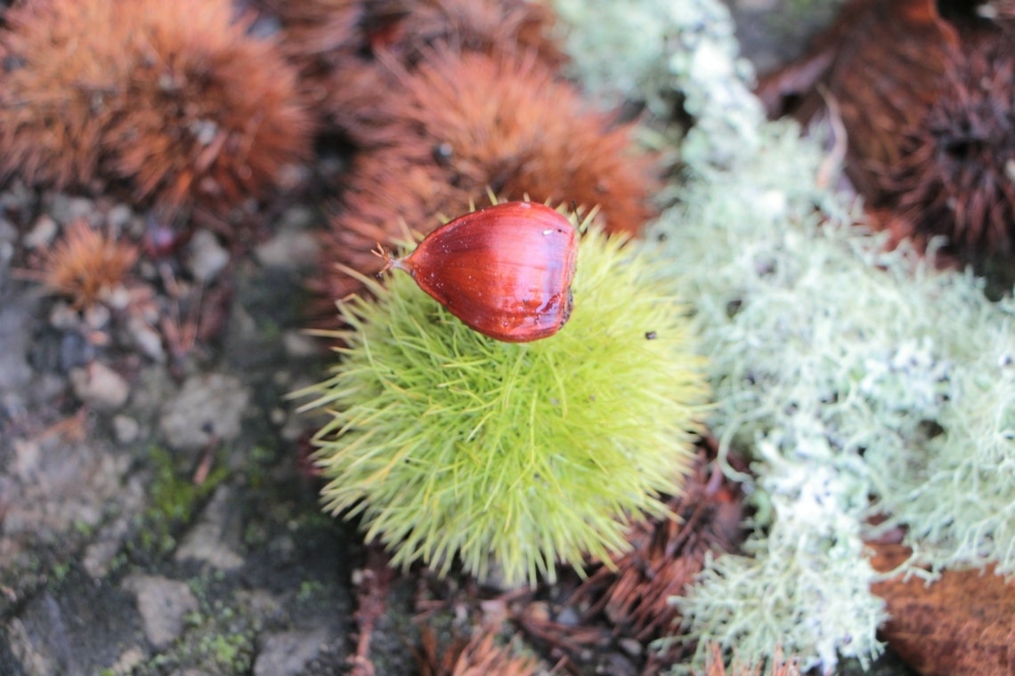 Frucht der Esskastanie