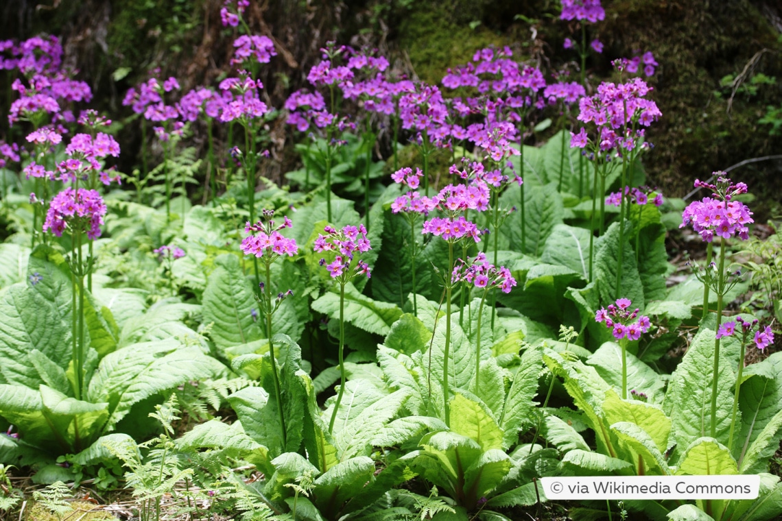 Etagen-Primel (Primula japonica)