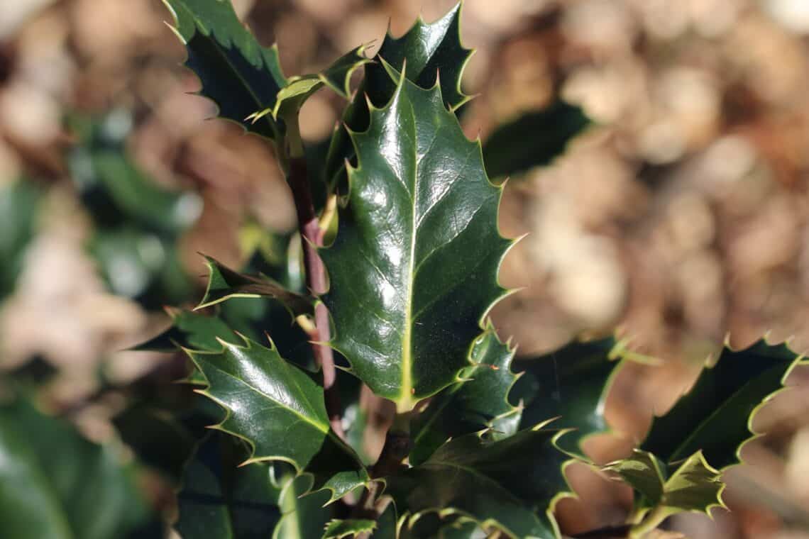 Europäische Stechpalme (Ilex aquifolium)