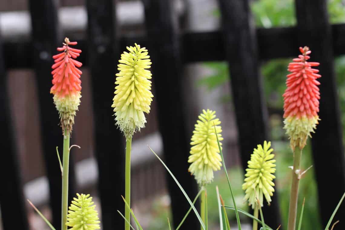 Fackellilie (Kniphofia)