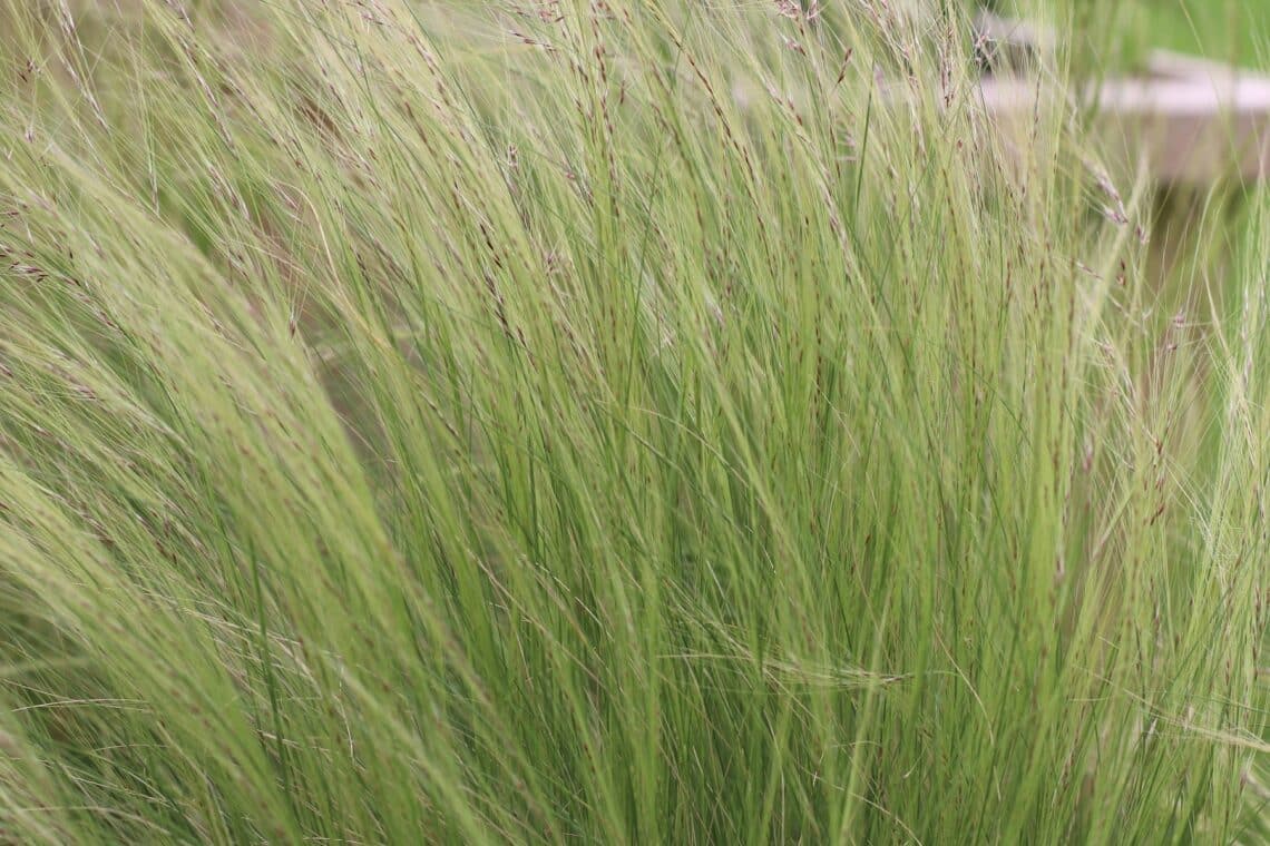 Federgras (Stipa tenuissima 'Windspiel')