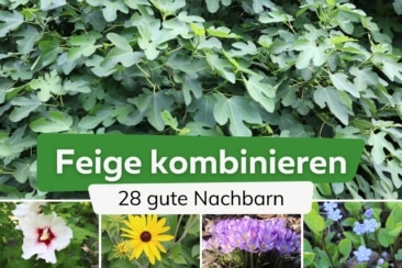 Feigenbaum kombinieren - 28 gute Nachbarn