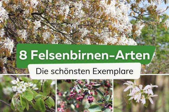 Felsenbirnen-Sorten - die schönsten Arten