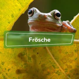 Frösche