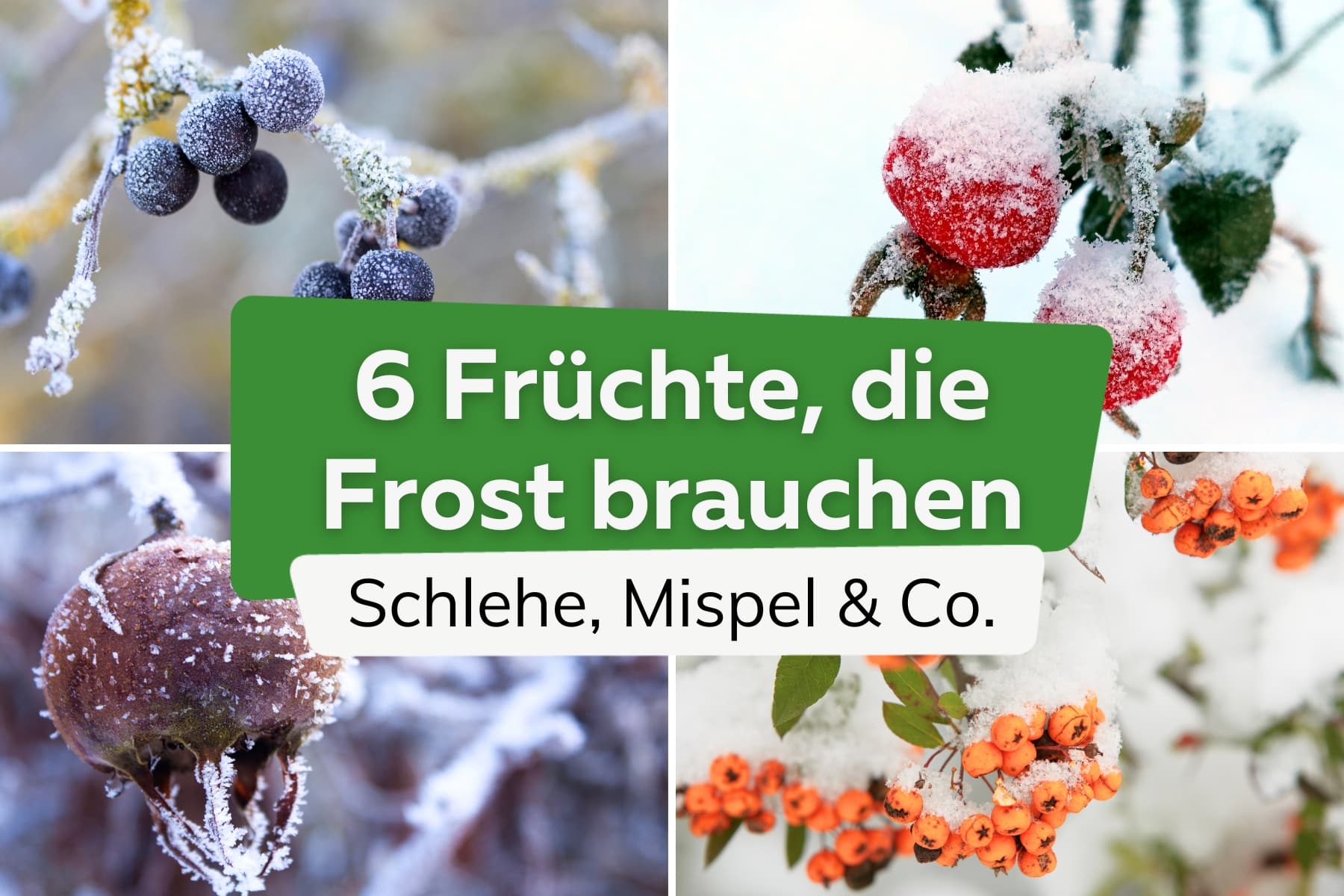 Diese Früchte brauchen Frost - Schlehe, Hagebutte, Vogelbeere & Mispel