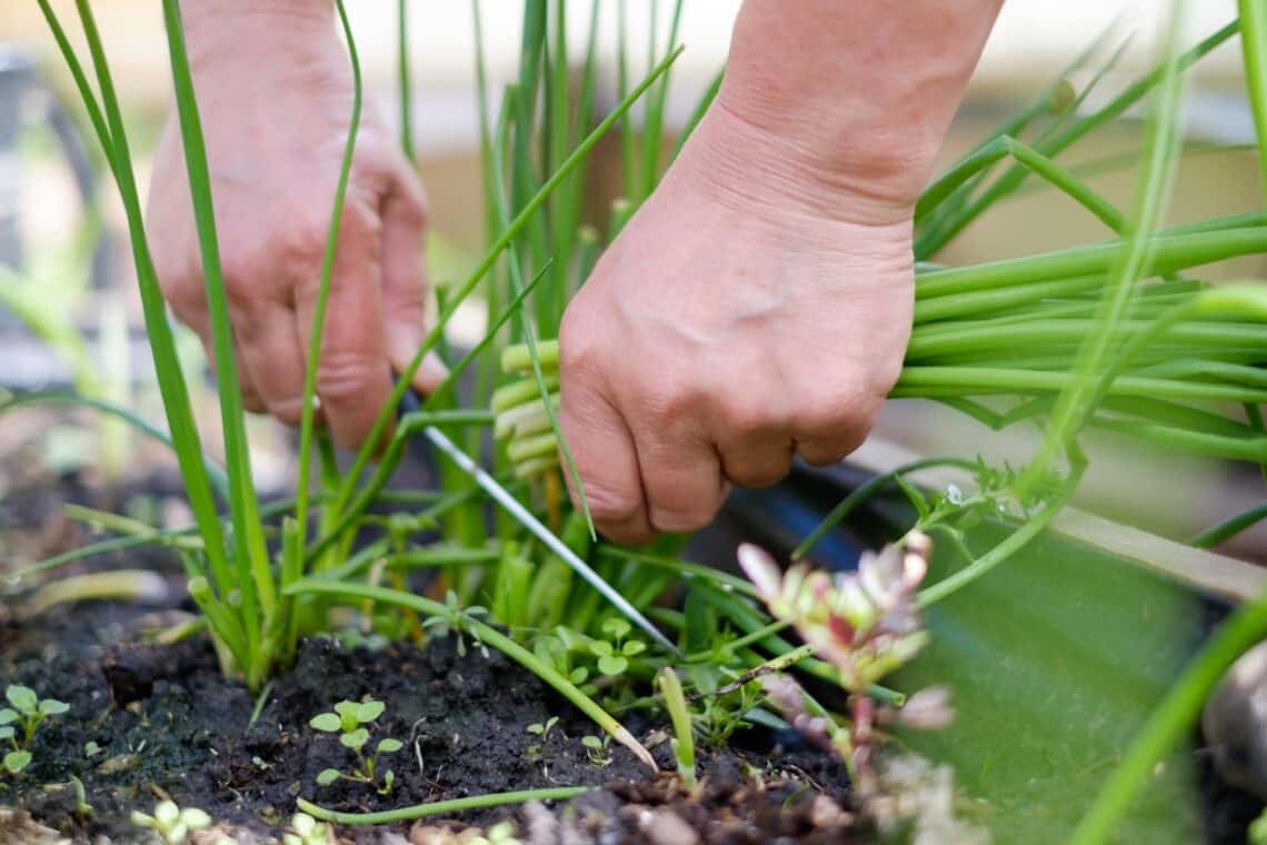 Mann erntet Frühlingszwiebeln und regt sie zum Nachwachsen an, indem er sie kurz über dem Boden abschneidet