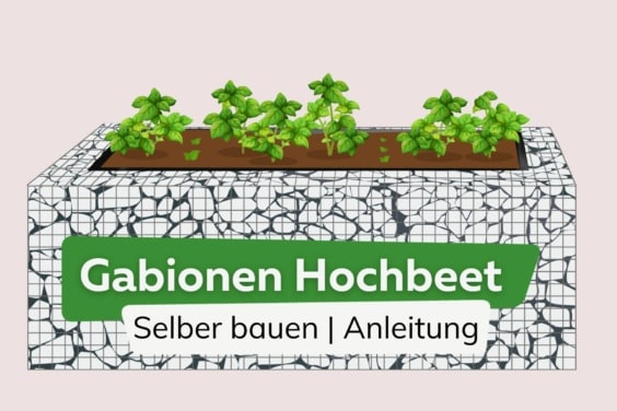 Gabionen Hochbeet selber bauen: Anleitung