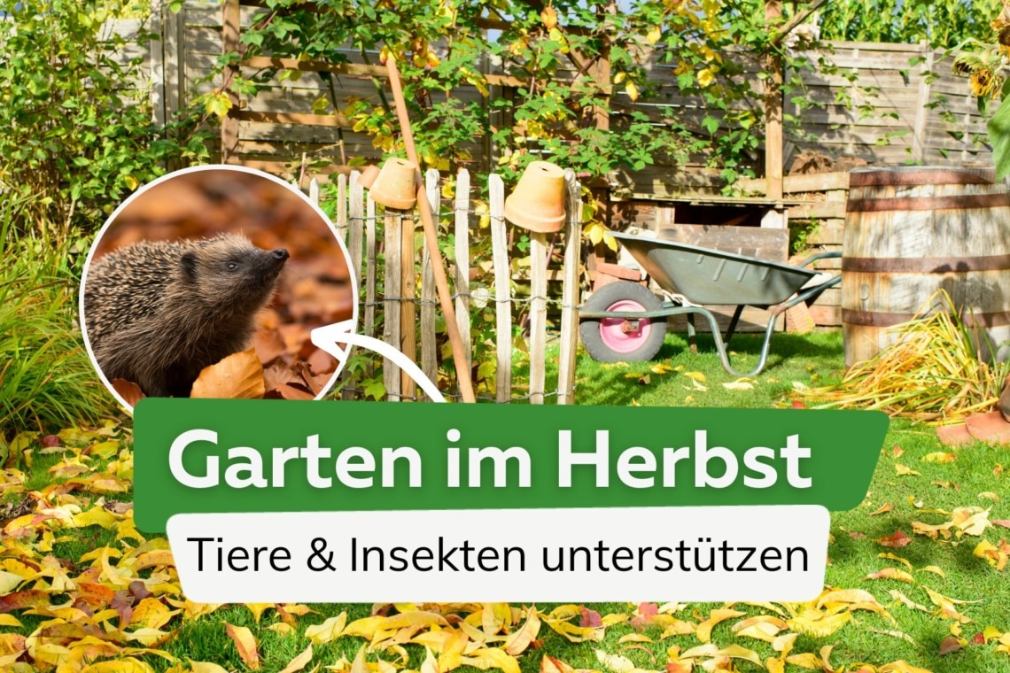 Garten im Herbst: Tiere und Insekten unterstützen