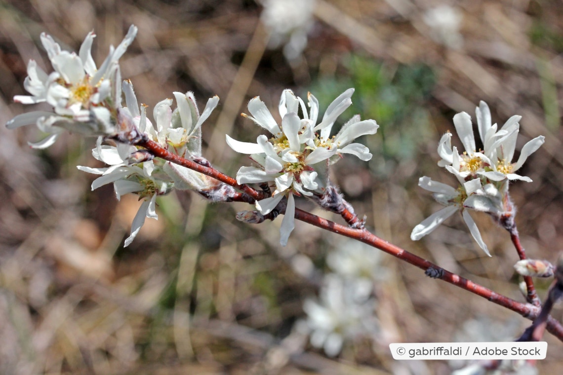 Gewöhnliche Felsenbirne (Amelanchier ovalis)