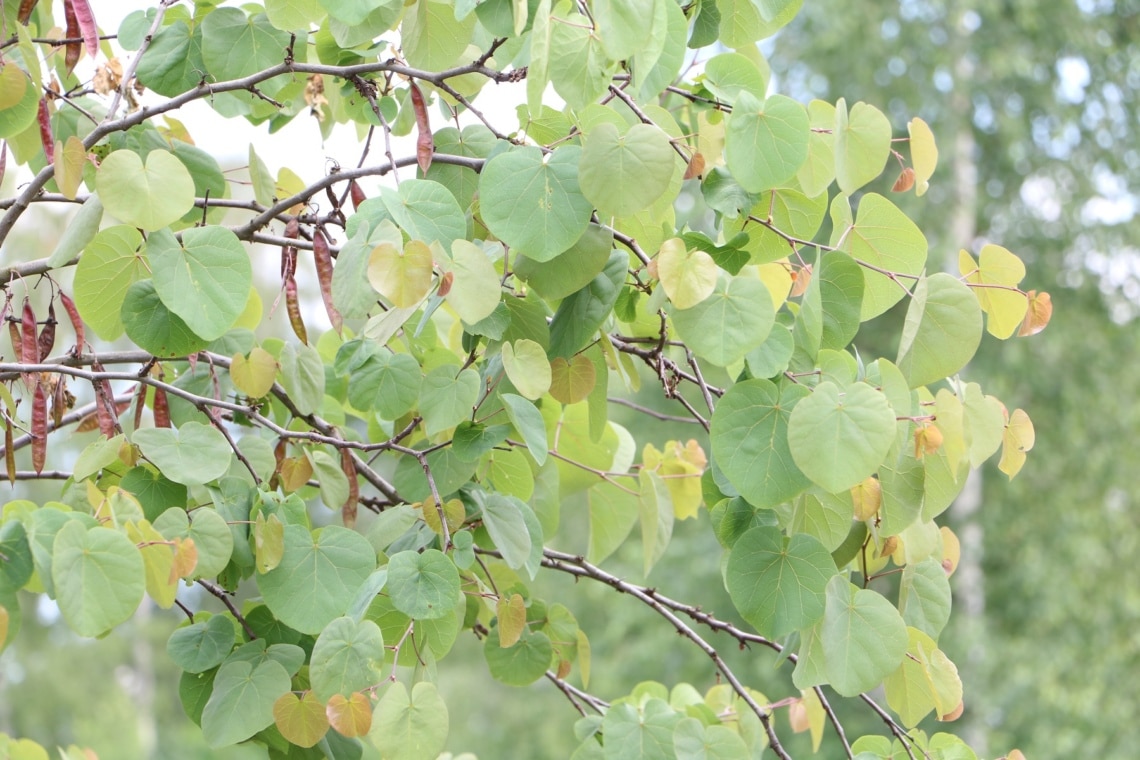 Gewöhnlicher Judasbum (Cercis siliquastrum)