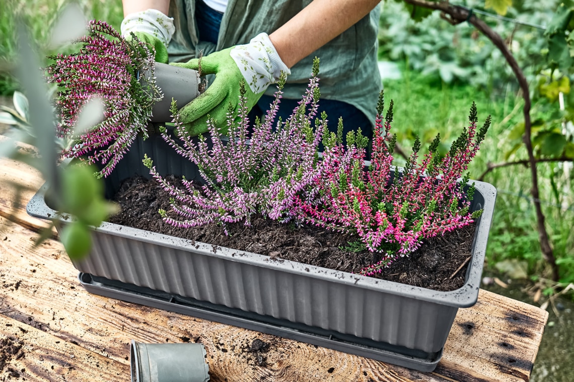 Glocken-Heide (Erica gracilis)