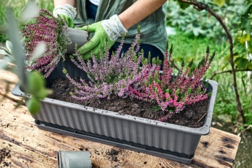 Glocken-Heide (Erica gracilis