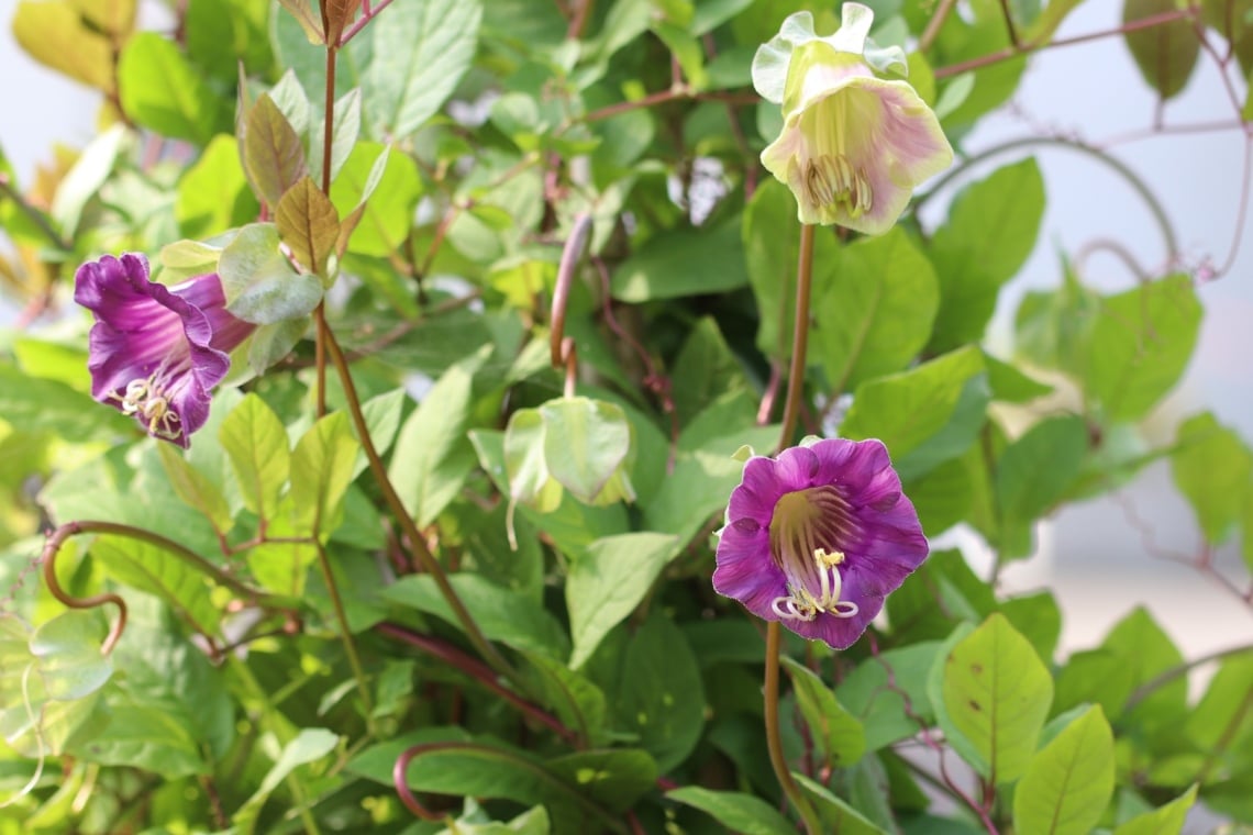 Glockenrebe (Cobaea scandens)