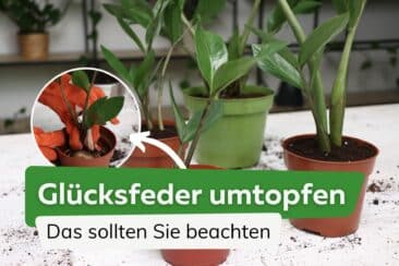 Glücksfeder umtopfen: das sollten Sie beachten