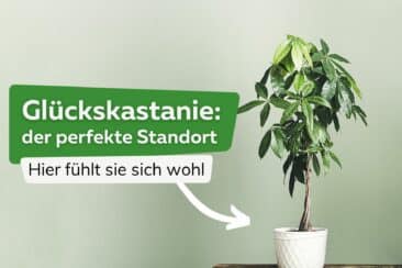 Glückskastanie Standort Titel