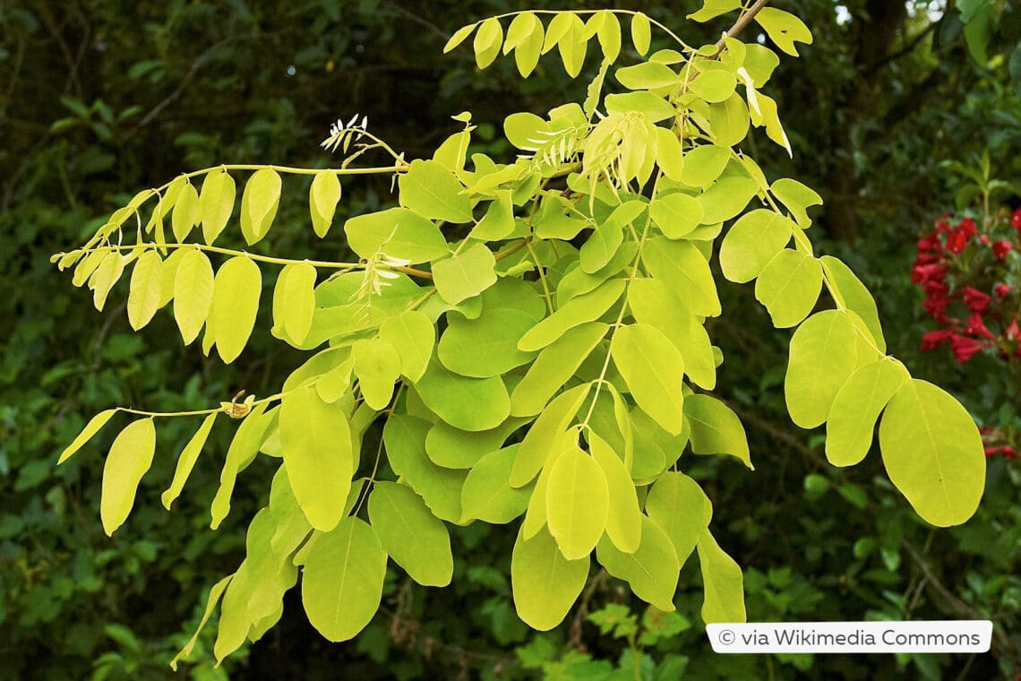 Gold-Robinie (Robinia pseudoacacia 'Frisia')