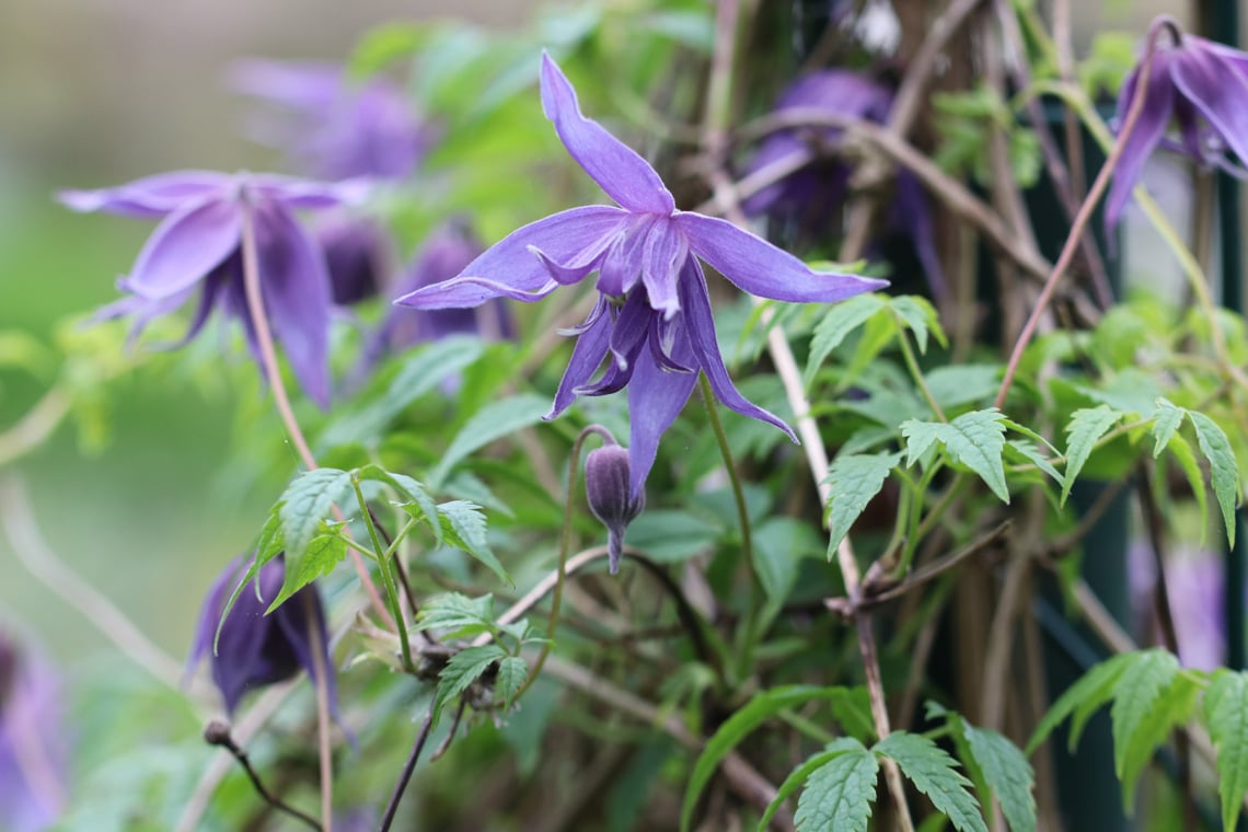 Großblütige Alpen-Waldrebe (Clematis macropetala 'Eximia')